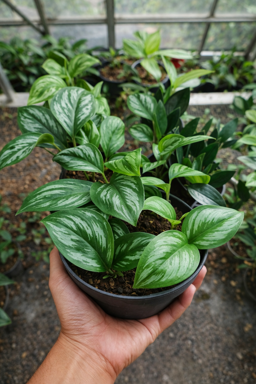 Scindapsus Officinalis