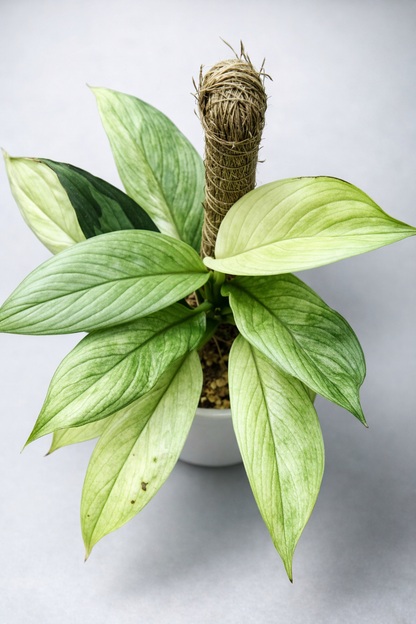 Scindapsus Perakensis Variegata