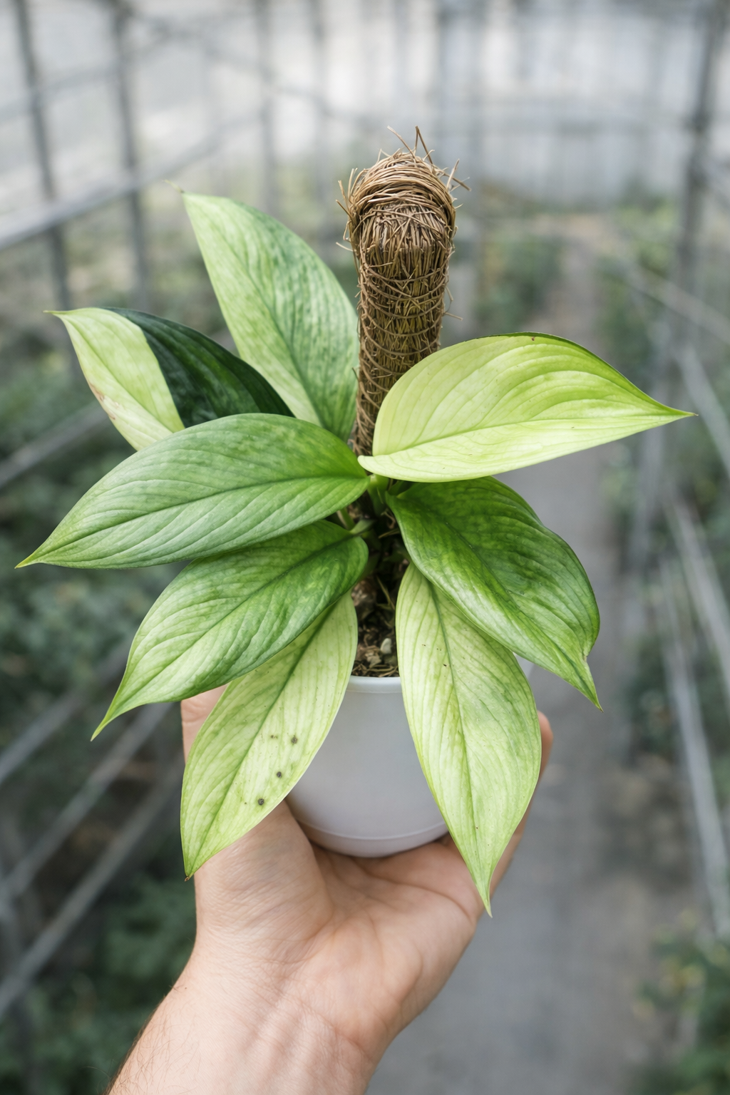 Scindapsus Perakensis Variegata