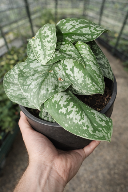 Scindapsus Pictus Exotica