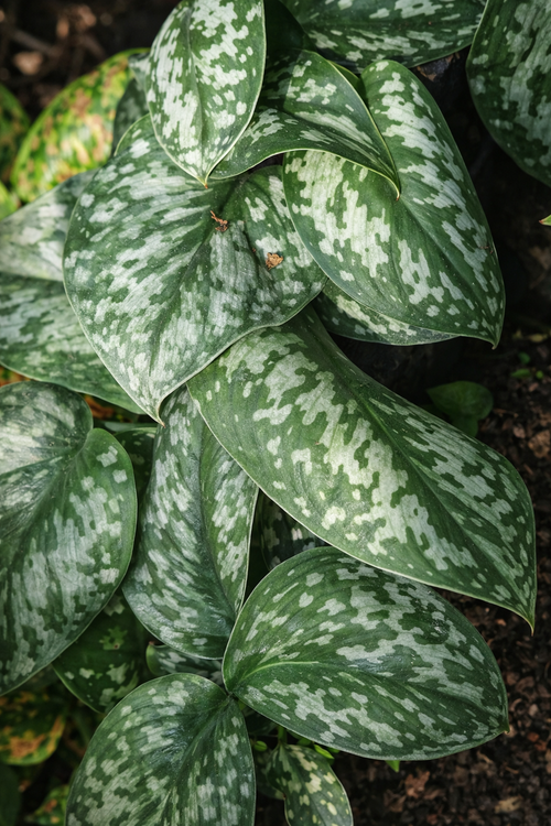 Scindapsus Pictus Exotica