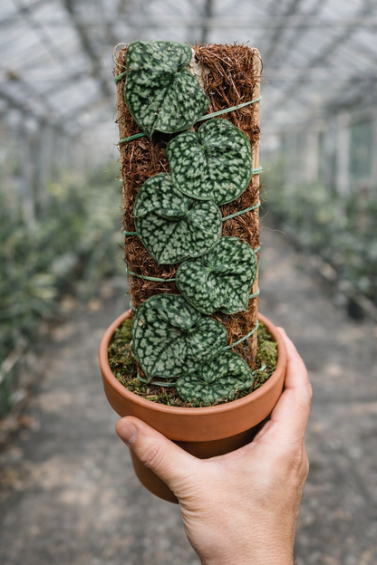 Scindapsus Pictus Hassk