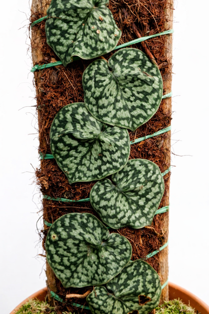 Scindapsus Pictus Hassk