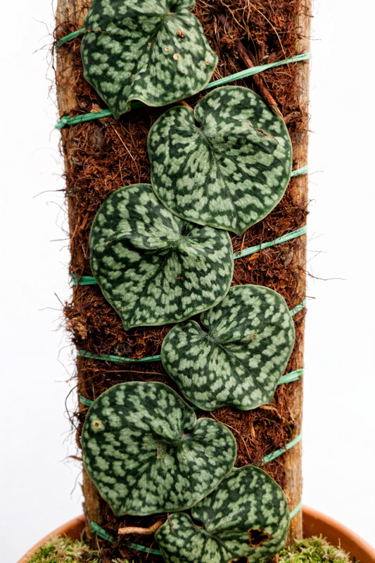 Scindapsus Pictus Hassk