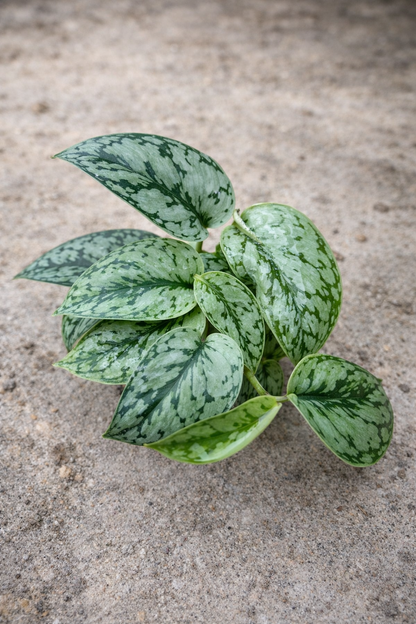 Scindapsus Silver Lady