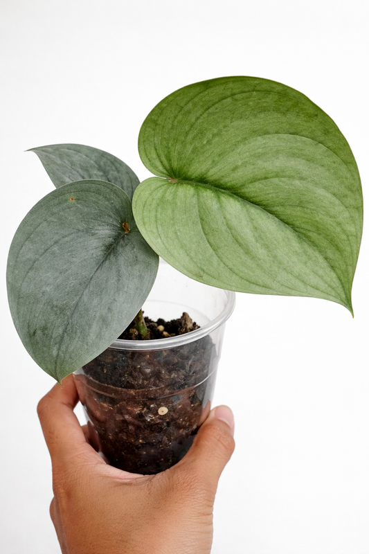 Scindapsus Silver Platinum