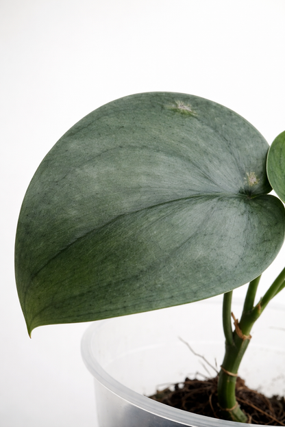 Scindapsus Silver Platinum