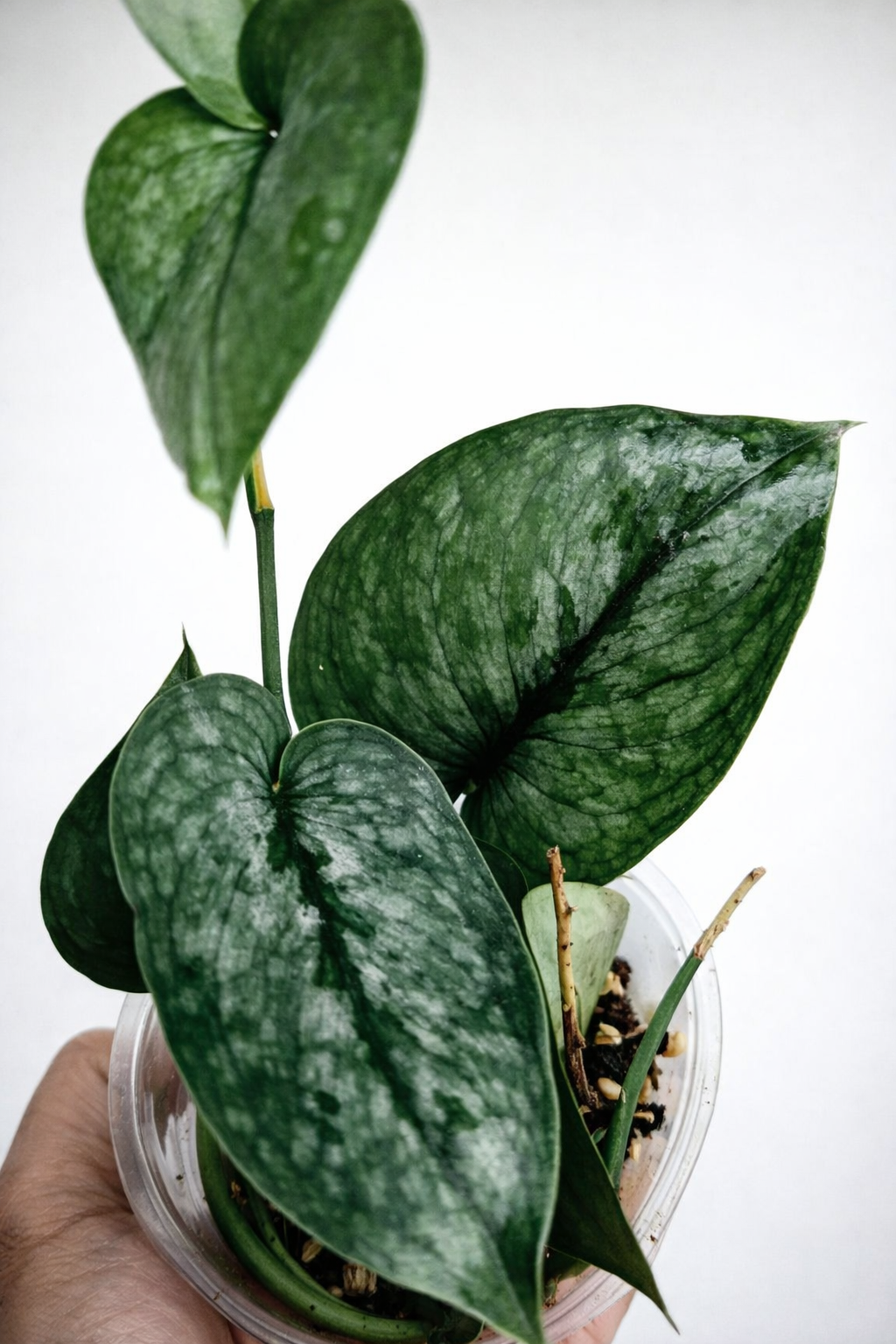 Scindapsus Silver Splash Blue