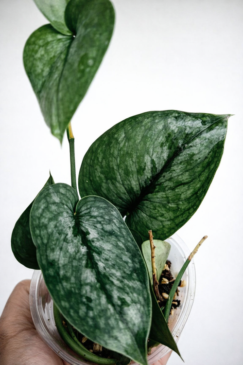 Scindapsus Silver Splash Blue