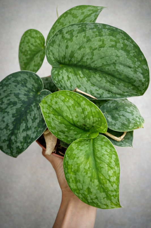 Scindapsus Silver Splash