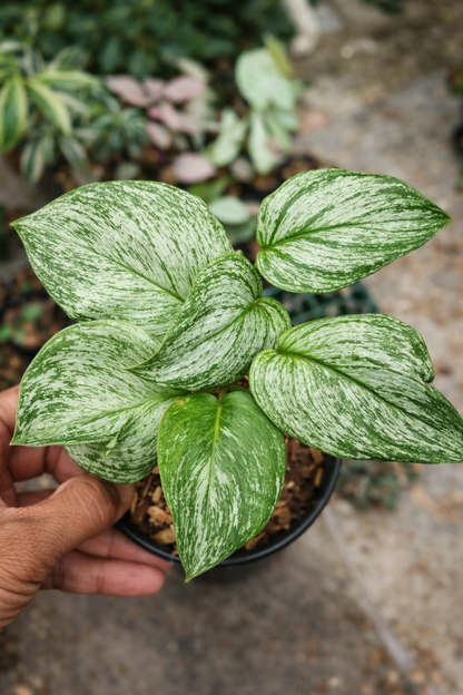 Scindapsus Treubii Galaxy Variegata