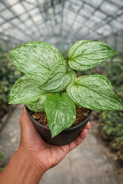 Scindapsus Treubii Galaxy Variegata