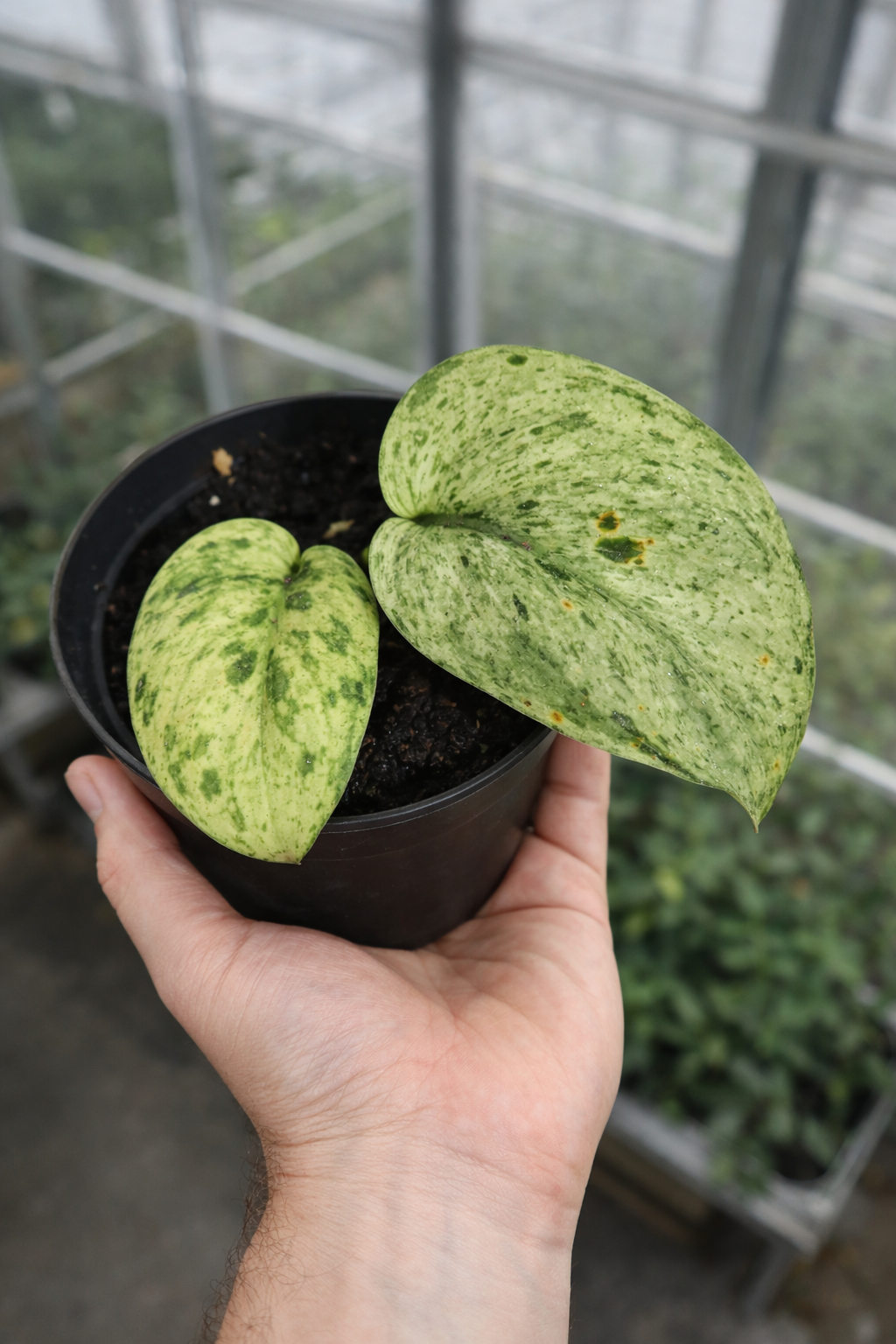 Scindapsus Jade Satin Marble Variegata