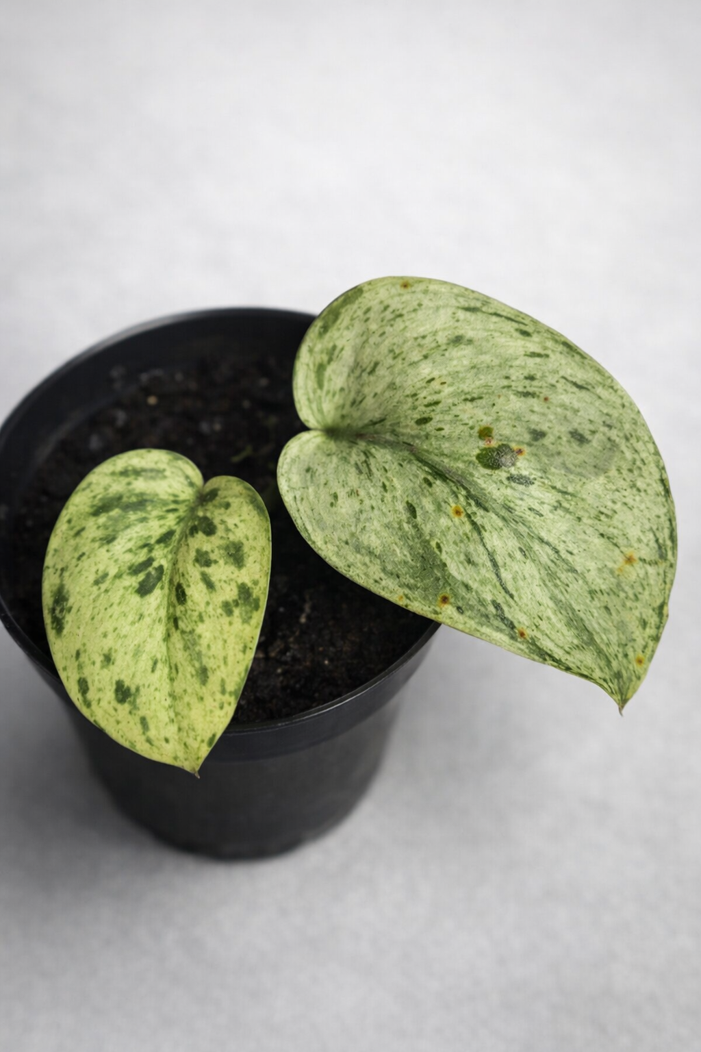 Scindapsus Jade Satin Marble Variegata