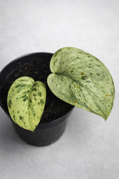 Scindapsus Jade Satin Marble Variegata