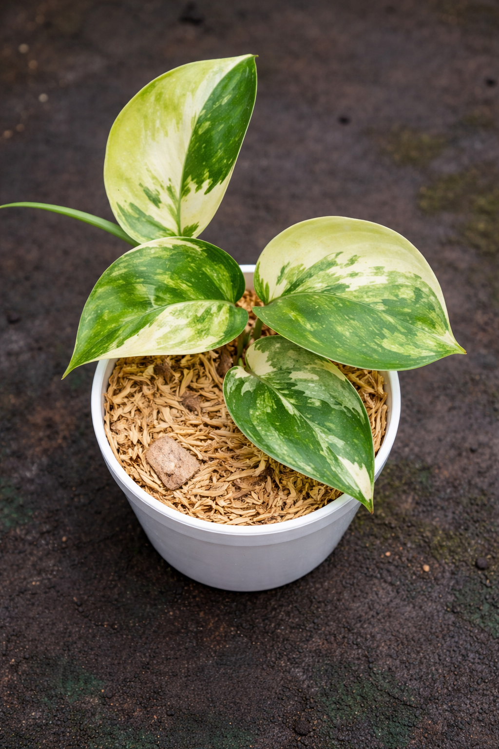 Scindapsus Jade Satin Variegata