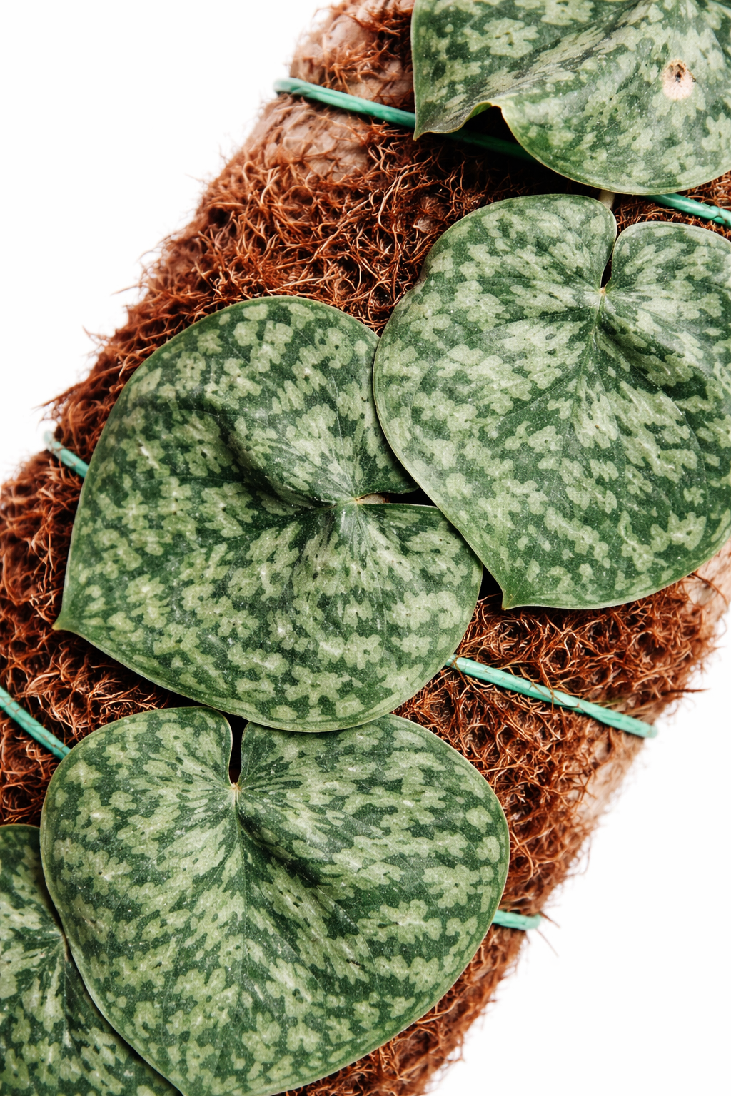 Scindapsus Pictus Hassk