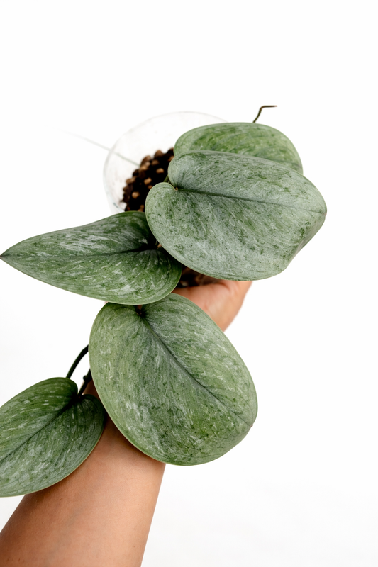 Scindapsus Silver Tattoo