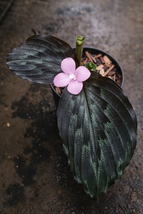 Kaempferia Pulchra Alva - AroidHouse