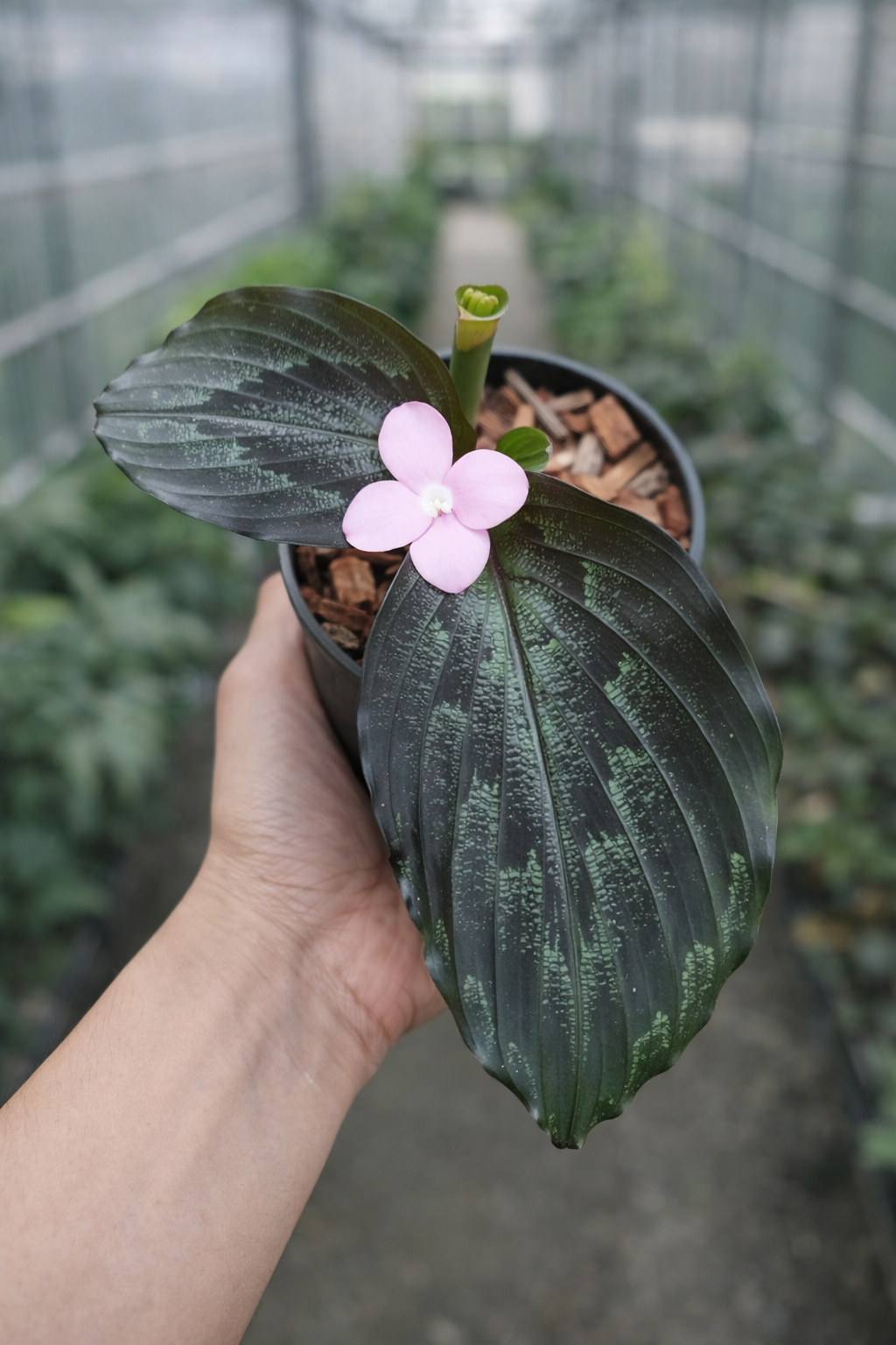 Kaempferia Pulchra Alva - AroidHouse