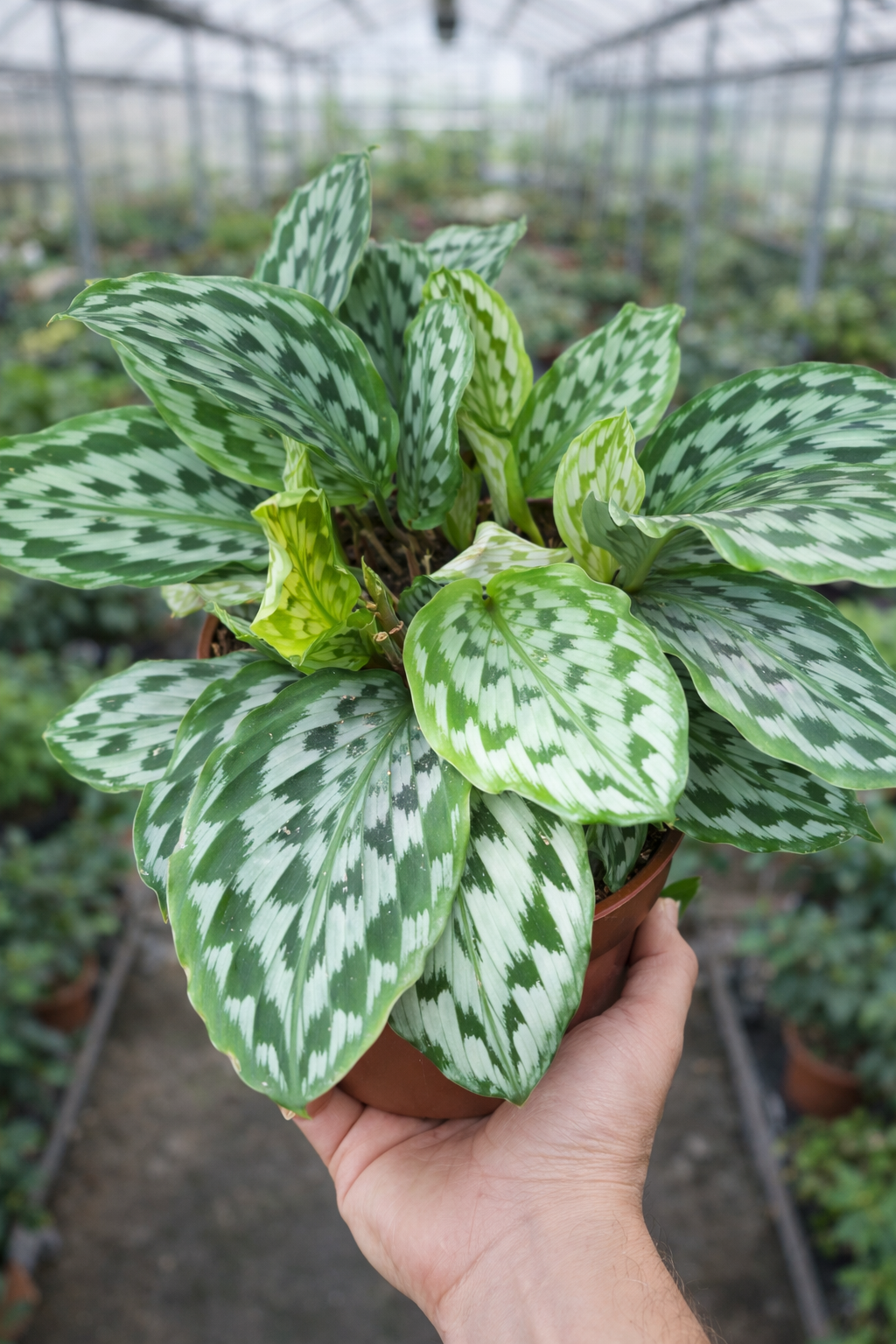 Kaempferia Pulchra - AroidHouse