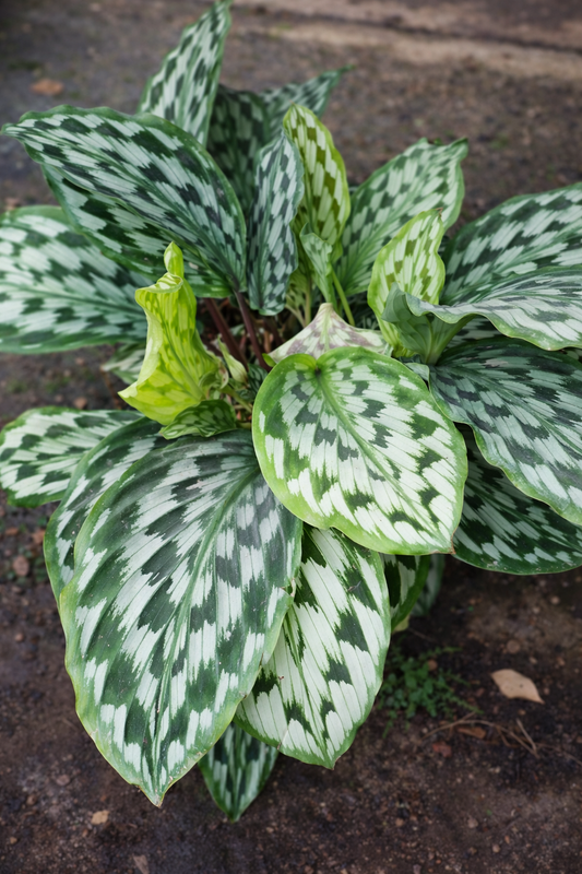 Kaempferia Pulchra - AroidHouse