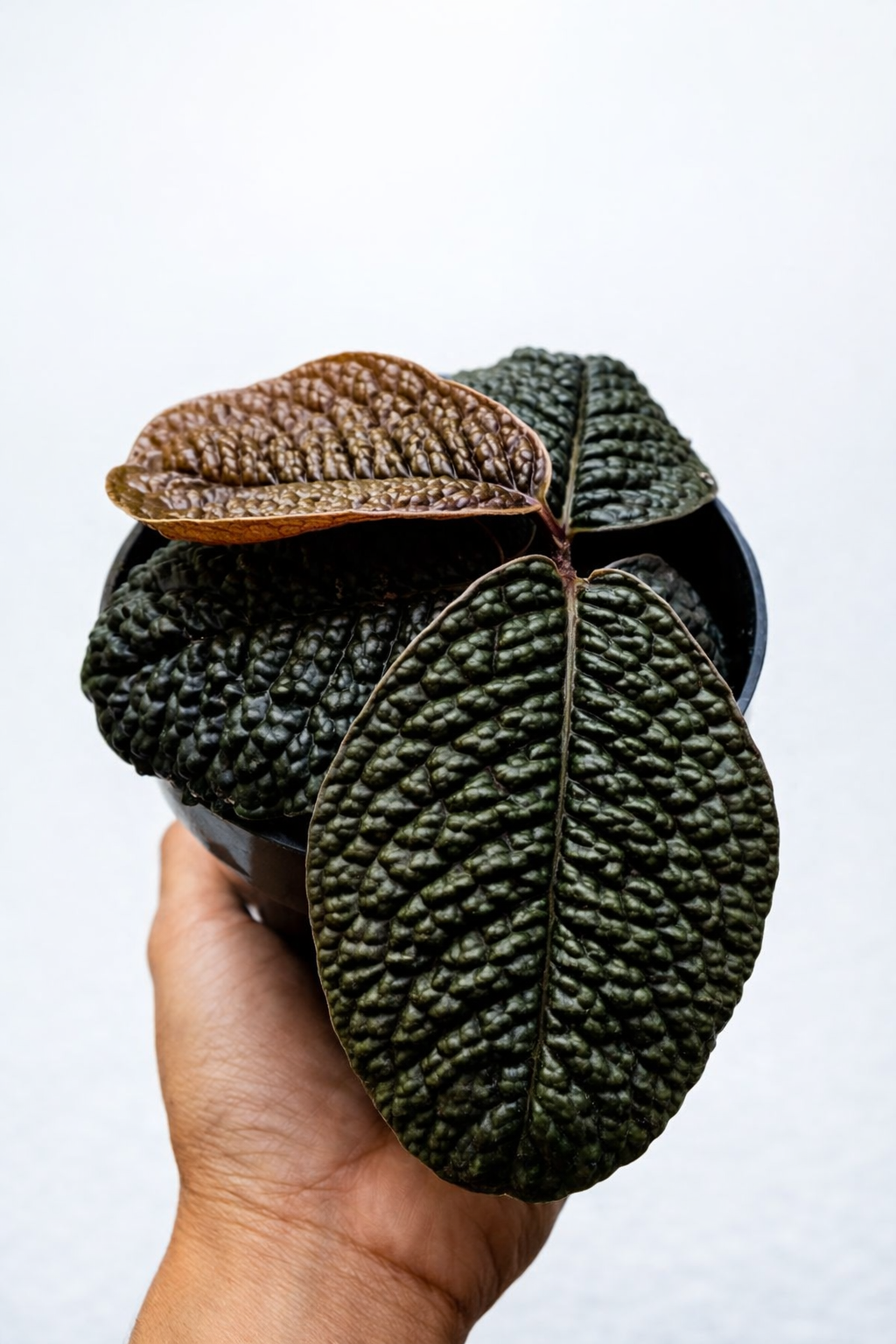 Labisia Dino Skin - AroidHouse