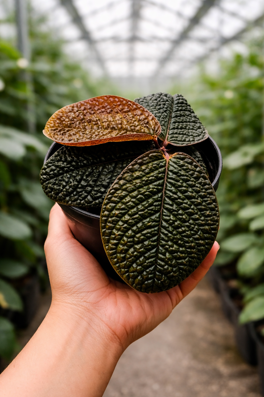 Labisia Dino Skin - AroidHouse