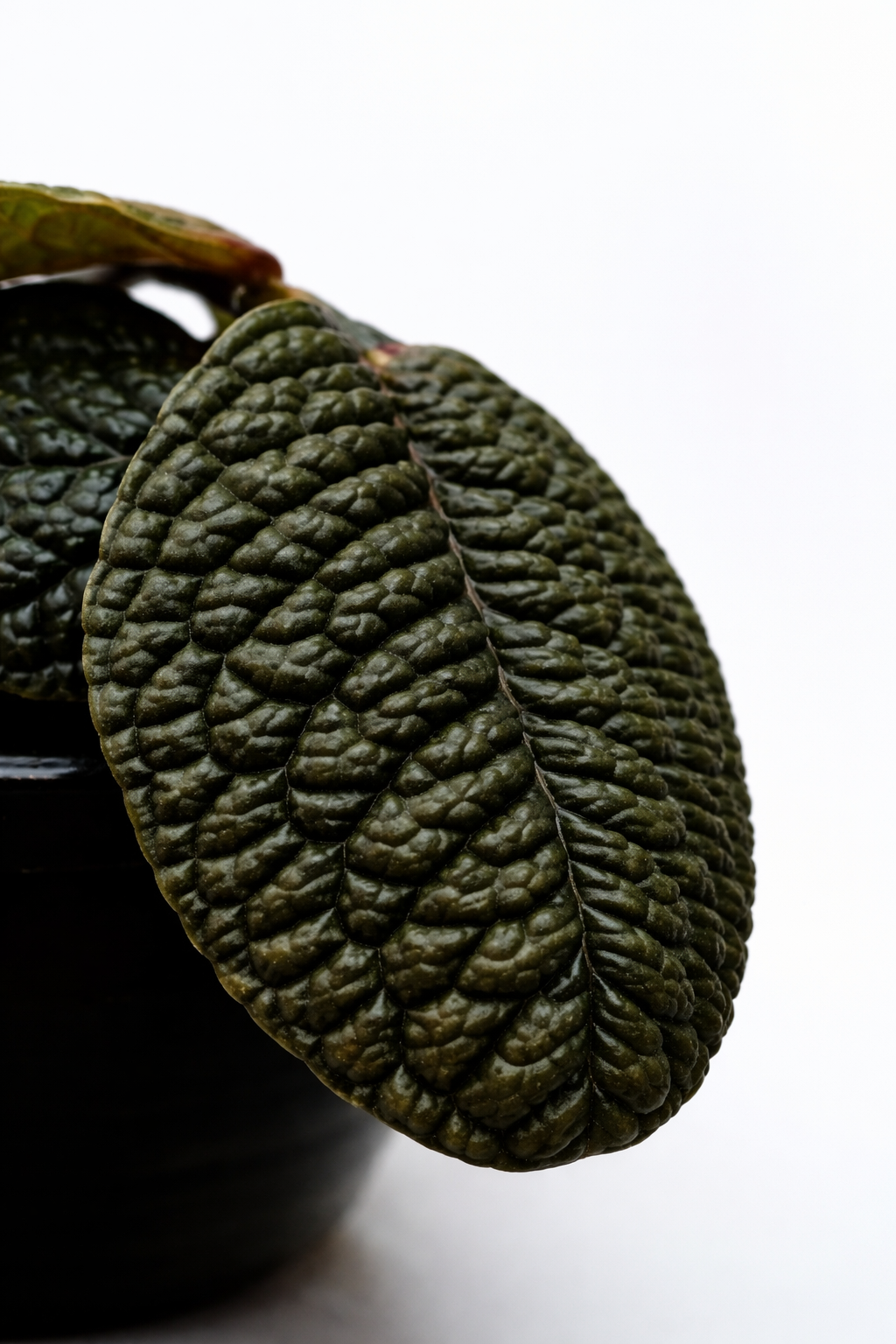 Labisia Dino Skin - AroidHouse