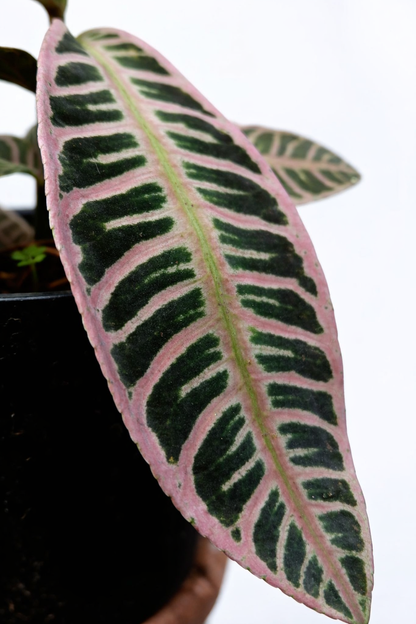 Labisia Pink - AroidHouse