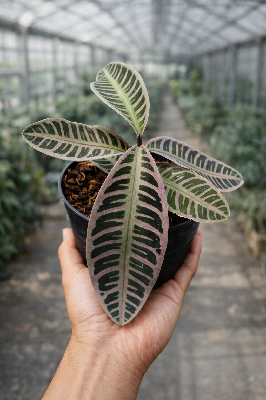 Labisia Pink - AroidHouse