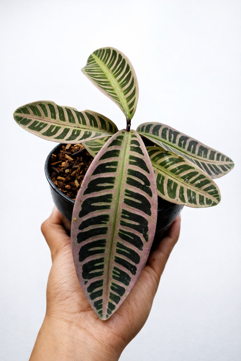 Labisia Pink - AroidHouse