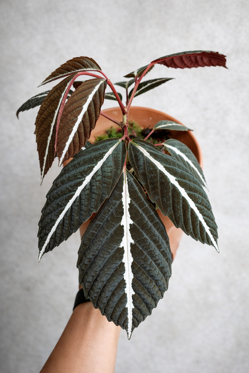 Leea Amabilis - AroidHouse