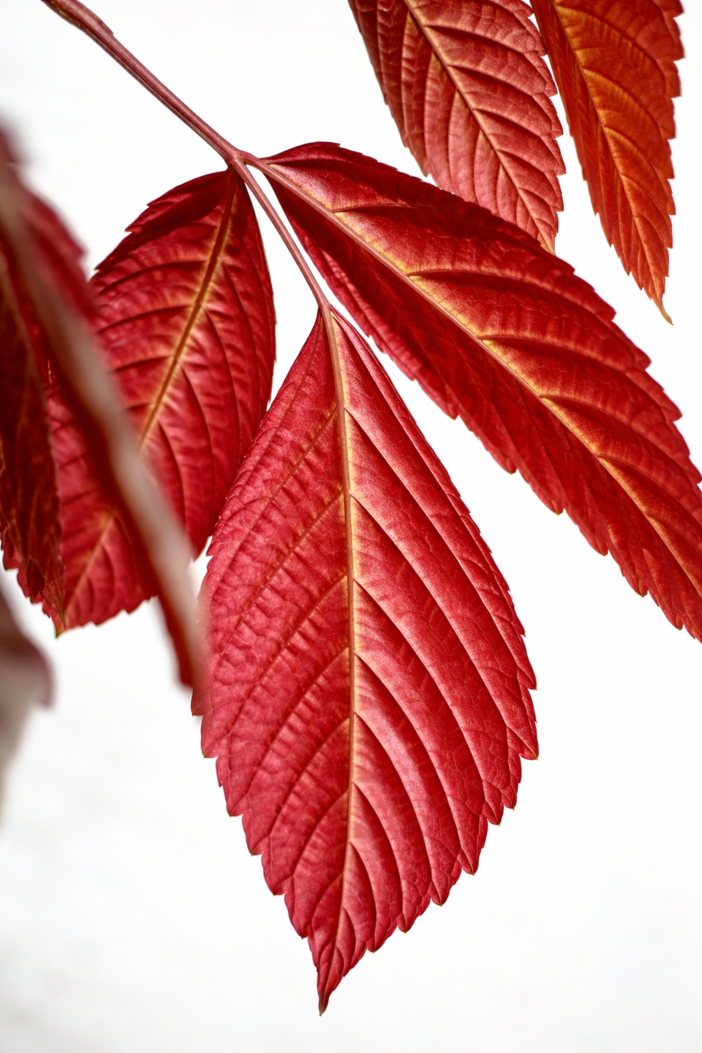 Leea Amabilis - AroidHouse