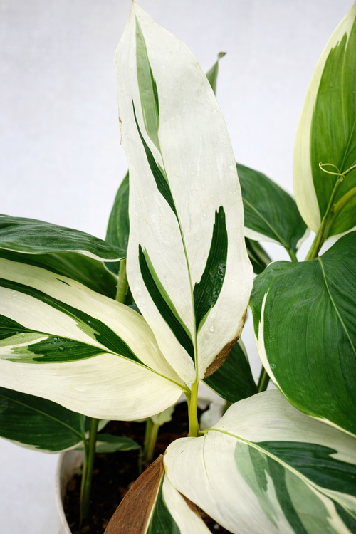 Maranta Arundinacea Variegata - AroidHouse