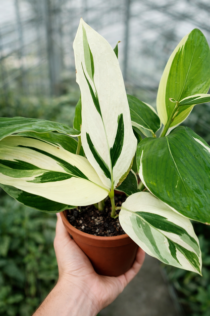 Maranta Arundinacea Variegata - AroidHouse