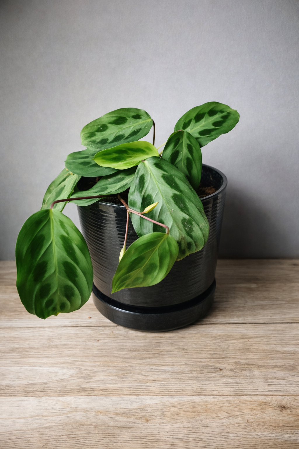 Maranta Cristata - AroidHouse