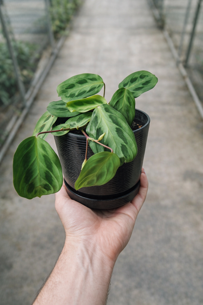 Maranta Cristata - AroidHouse