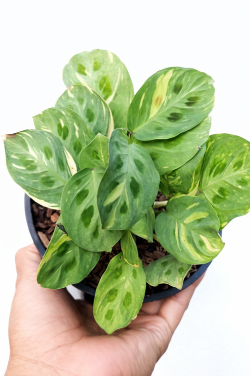 Maranta Kerchoveana Variegata - AroidHouse