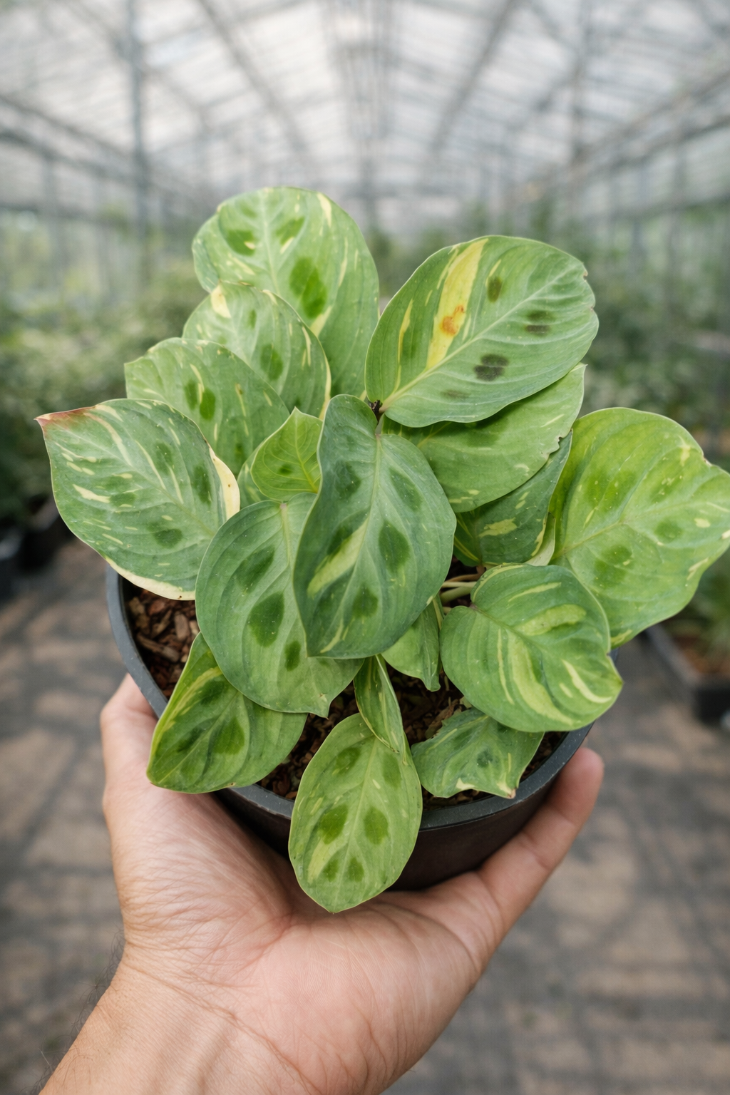 Maranta Kerchoveana Variegata - AroidHouse