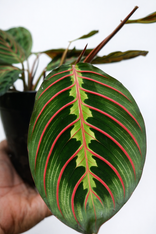 Maranta Leuconeura Erythroneura - AroidHouse