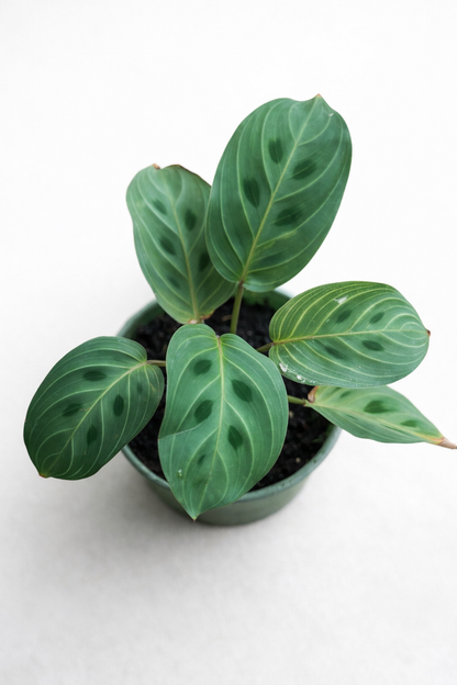 Maranta Light Veins - AroidHouse