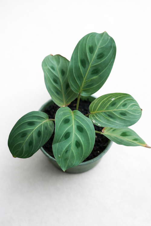 Maranta Light Veins - AroidHouse