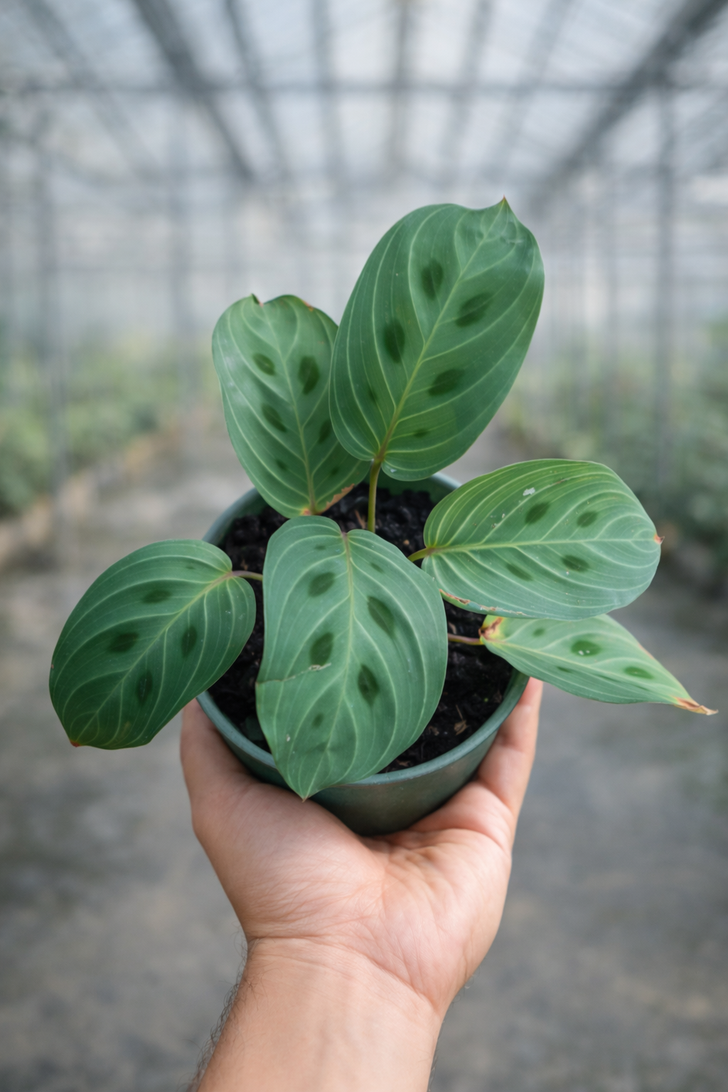 Maranta Light Veins - AroidHouse