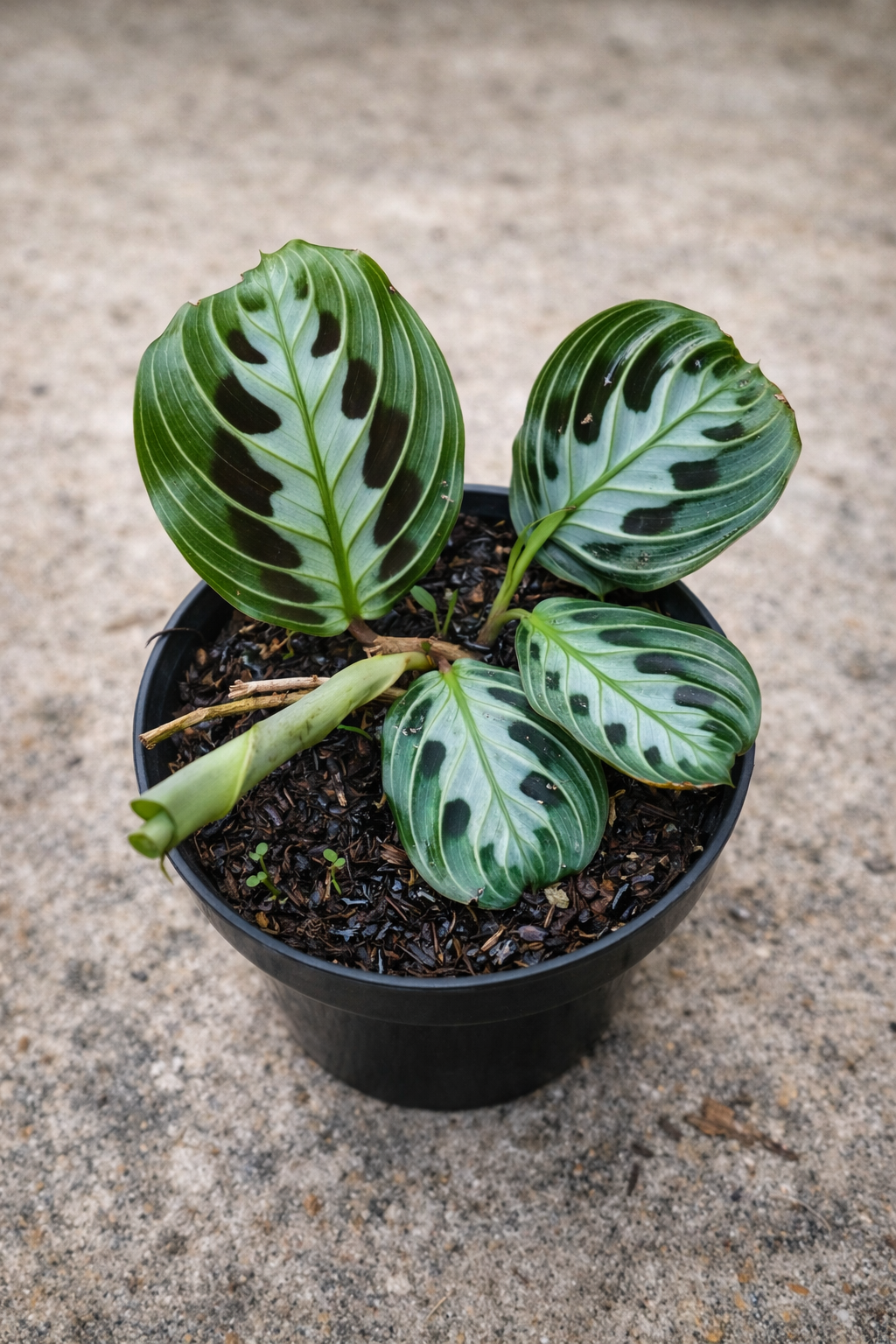 Maranta Messangeana - AroidHouse