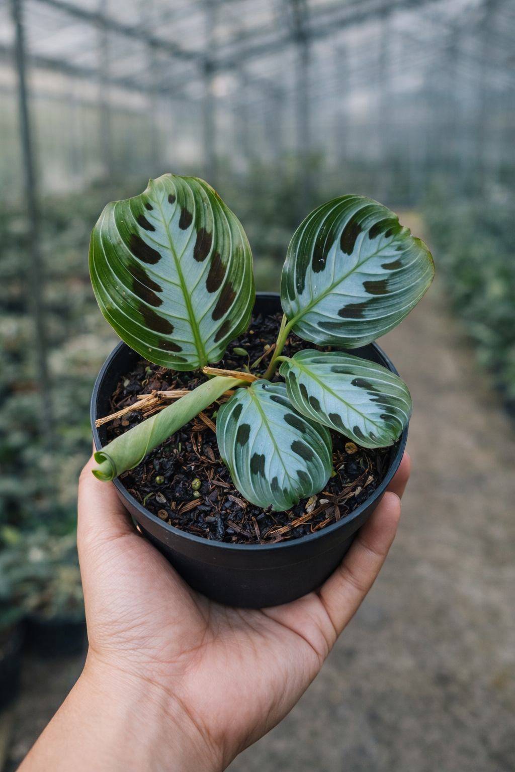 Maranta Messangeana - AroidHouse