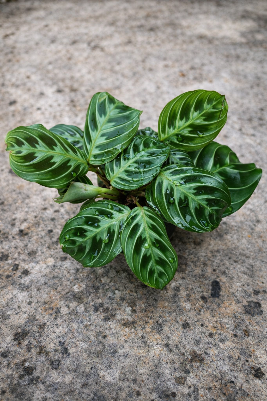 Maranta NoID - AroidHouse