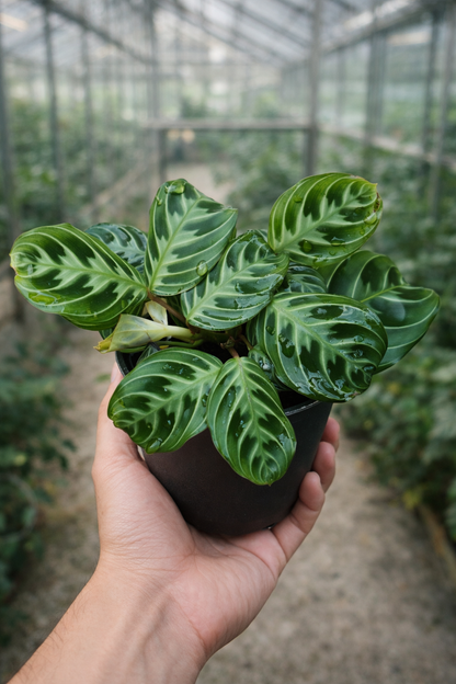 Maranta NoID - AroidHouse