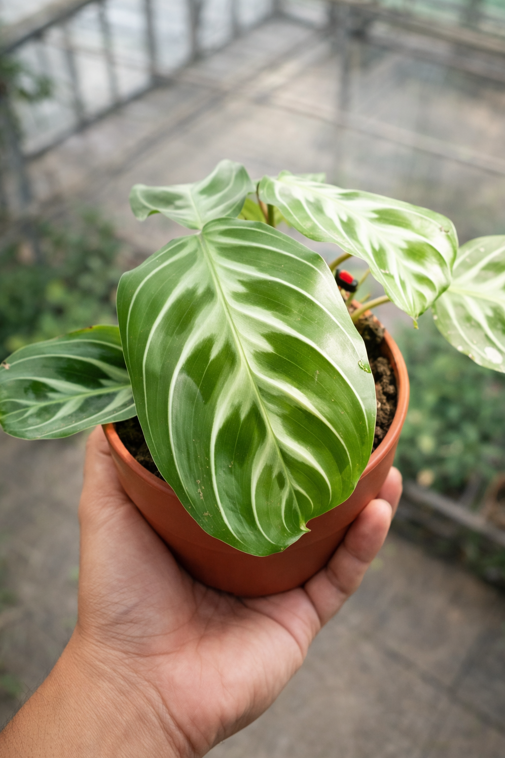Maranta NoID - AroidHouse