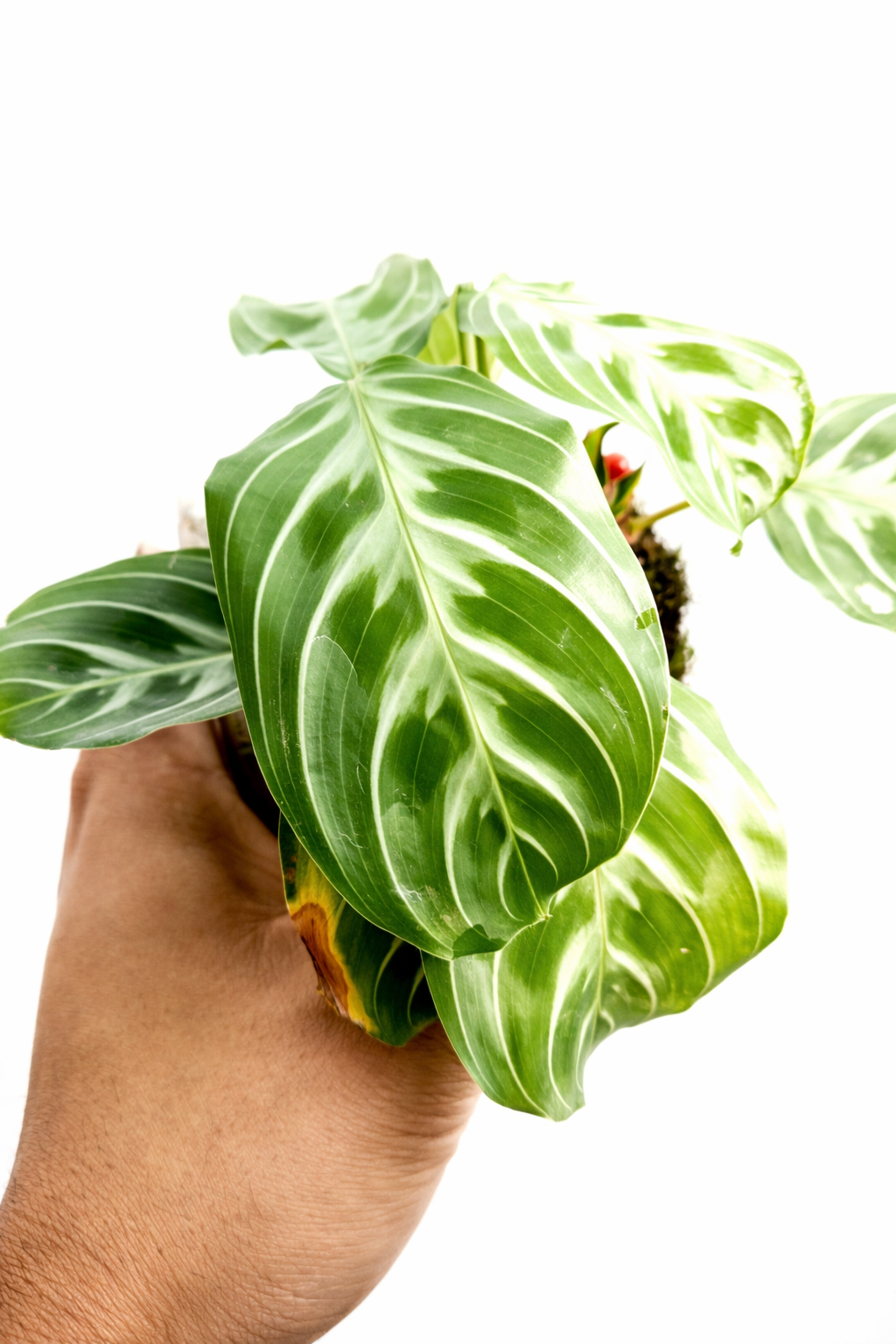 Maranta NoID - AroidHouse